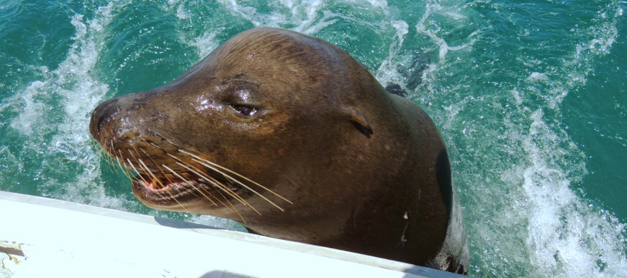 Lobo marino se refugia en lancha para no ser devorado por un tiburón - El  Informante de Baja California Sur