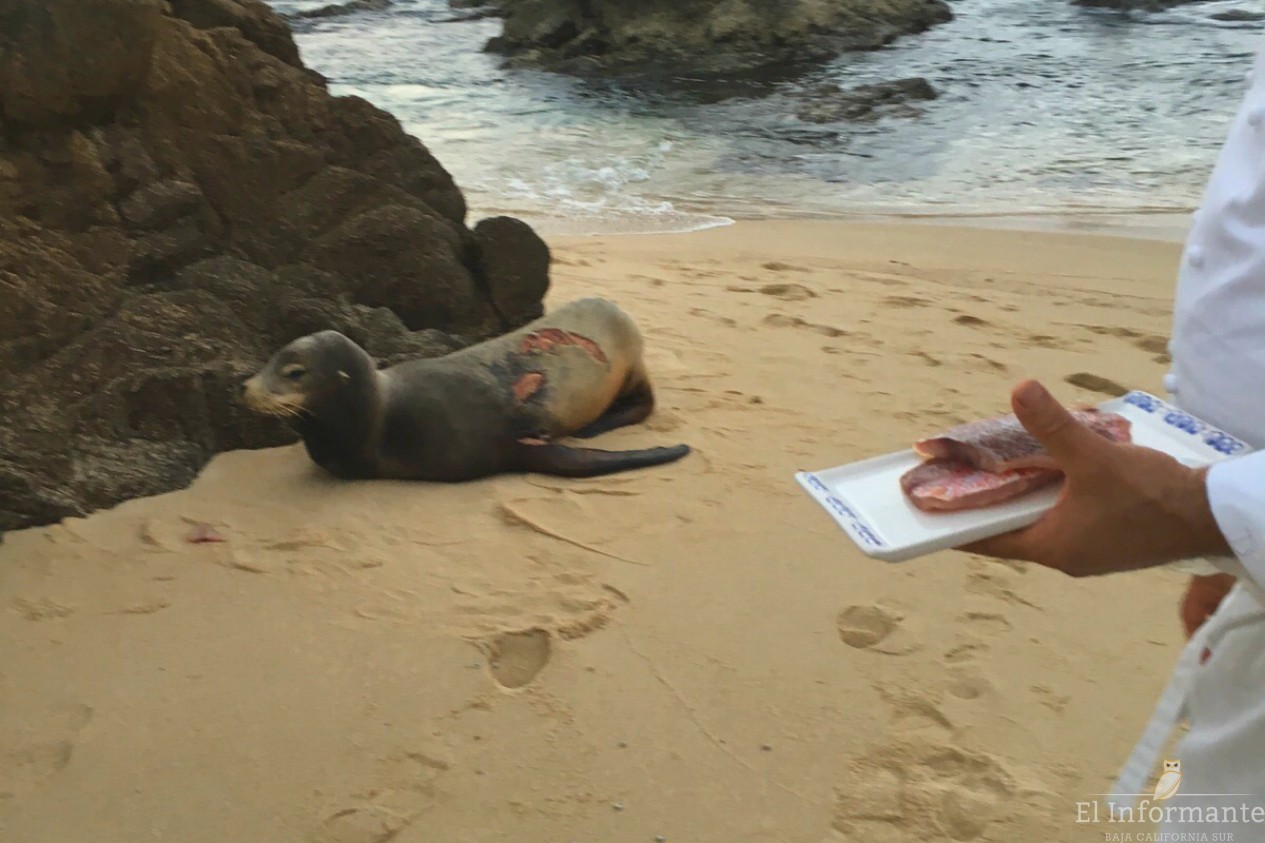 Lobo marino herido en Los Cabos se recupera en diferentes playas: Profepa -  El Informante de Baja California Sur