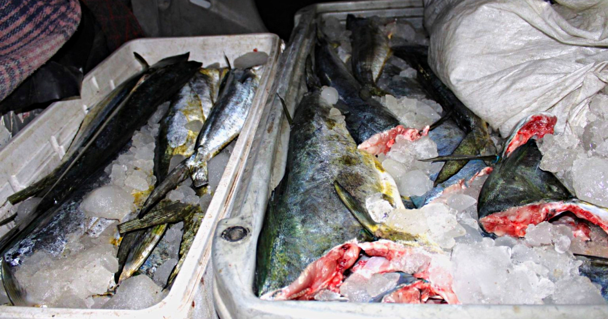 DE NUEVA CUENTA! Van por la liberación del Dorado para la pesca comercial -  El Informante de Baja California Sur